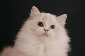 如何挑选一只特别漂亮的布偶猫？（挑选方法详解，为你寻找一只完美的布偶猫）