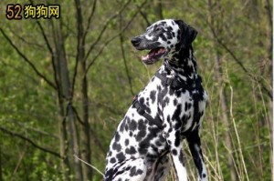 《斑点狗养护指南》（宠物爱好者必看，养一只斑点狗要注意的事项！）