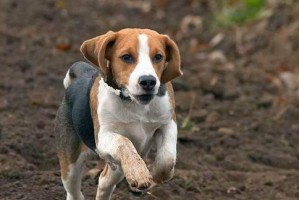 比格犬长脂肪瘤的原因（探究肥胖、遗传和环境对比格犬长脂肪瘤的影响）
