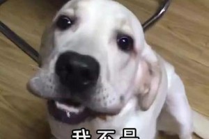 拉布拉多呕吐怎么办（如何帮助你的宠物应对呕吐问题）