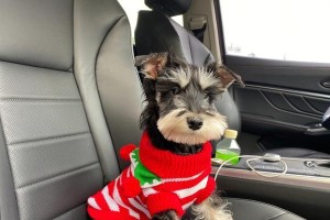 选择合适的狗粮给雪纳瑞犬（为你的雪纳瑞犬提供均衡营养的饮食）