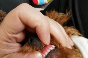 狗狗为什么长双排牙的原因（揭开狗狗牙齿长双排的秘密）