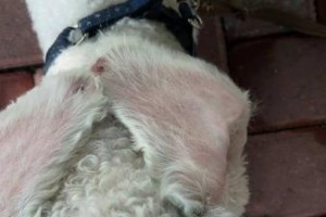 狗狗身上的黄色小点是什么？（探究狗狗身上的黄色小点原因及处理方法）