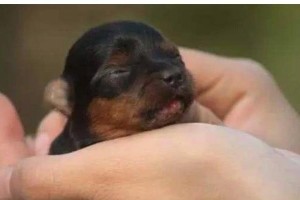 茶杯犬（为什么千万别养茶杯犬？）
