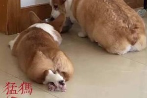 狗的饮食习惯与营养需求（探究狗以何种食物为主要营养来源）