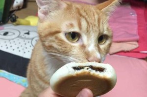猫咪不吃东西，该如何解决？（宠物喂养技巧分享，让猫咪健康开胃）