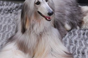 全面了解阿富汗猎犬（以宠物为主的饲养常识）