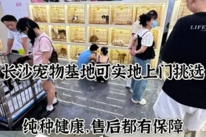 了解猫的价位（猫咪价位从几百到几千不等，你知道为什么吗？）