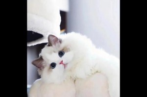猫咪健康必备（了解两个月大猫咪接种疫苗的必要性和注意事项）