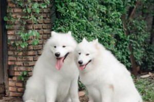 宠物知识库——犬类成长常识（了解你的狗狗）