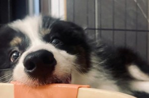 大白熊犬乱咬东西的原因和解决方法（探究大白熊犬乱咬东西背后的原因，提供有效的解决方法）