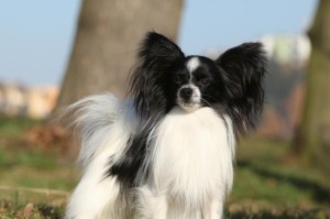 如何正确挑选纯种蝴蝶犬？（了解蝴蝶犬的形态特征，轻松选择理想伴侣）