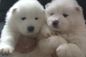 如何让萨摩幼犬拥有安全感？（以宠物为主，全方位训练方式）