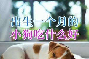 小狗没满月吃什么好？（小狗健康成长的关键）