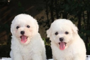 如何判断比熊犬的年龄？（以宠物为主，掌握这些技巧）