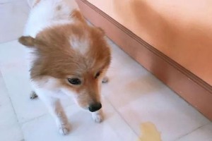 为什么狗喜欢在床上尿尿？（探究狗狗行为的原因以及应对方法）