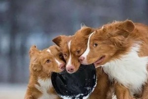 全面了解以新斯科舍猎鸭犬的饲养方法（从宠物到猎犬，一窥猎鸭犬的养护秘籍）