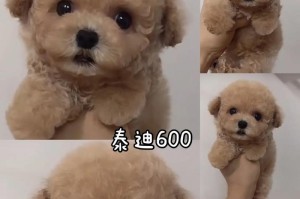 泰迪熊生产（探秘泰迪熊制作工艺和生产周期）