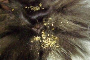 猫屁股长毛问题解决方法大揭秘（探寻神奇猫屁股长毛去除方法，让你的喵星人告别长毛烦恼！）