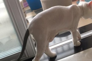 猫咪剃毛的弊端——为什么要避免给猫咪剃毛？（了解猫咪剃毛的危害，关爱宠物健康）