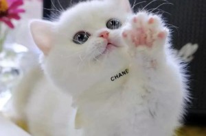 中华田园猫与宠物猫（中华田园猫的特点和价值，宠物猫的养殖和流行趋势）