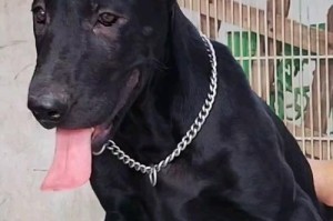 黑狼犬（探讨黑狼犬养殖数量下降的原因及其关键因素）