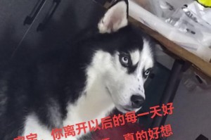 哈士奇饭后遛步的最佳时间及注意事项（了解适宜的饭后遛步时间，让你的哈士奇更健康活泼）