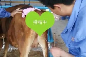 狗狗人工授精后的注意事项（保障成功率和健康的关键）