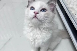 6个月布偶猫一个月吃6斤猫粮的喂养方法（从品牌选择到饮食习惯，全方位解析布偶猫的饮食习惯）