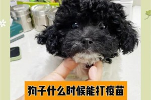 详解博美幼犬疫苗接种计划（了解博美幼犬疫苗接种时间和注意事项）
