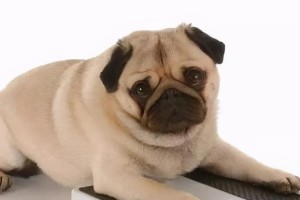 以巴哥犬关节病（了解巴哥犬关节病，守护宠物健康）