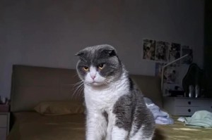 探讨折耳猫为什么不叫的原因（折耳猫耳朵变异的科学解释）