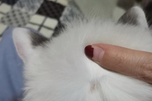 猫身上的结痂是什么病？（了解猫的皮肤病，提早预防）