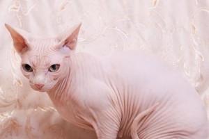 东奇尼猫饲养指南（如何给您的东奇尼猫提供最佳的生活环境）