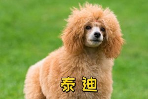 泰迪犬的健康成长之道——2个月的泰迪应吃什么狗粮？（逐步引入成人狗粮，关注营养均衡和消化吸收）