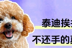 泰迪为什么最近什么都不吃？（探究泰迪不食的原因及解决方法）