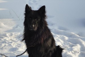 苏格兰牧羊犬（了解苏格兰牧羊犬的分类与特点，打造完美的宠物生活）