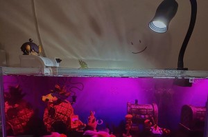 秋季鱼病高发期，如何治疗金鱼的白点病？（金鱼白点病的预防与治疗方法）