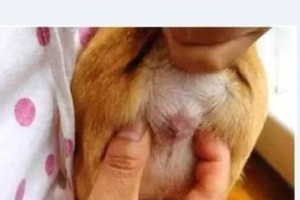 挤肛门腺（了解肛门腺问题，预防疾病才是关键）