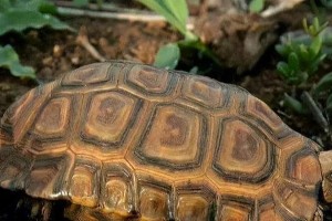 如何科学饲养阿根廷象龟？（阿根廷象龟养殖技巧一揽子，不容错过！）