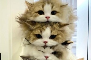 布偶猫之美（探究布偶猫的魅力，解密其价格与外貌关系）
