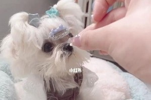 如何护理宠物狗的嘴毛？（一步步教你清洁和修剪狗狗的嘴毛）