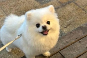 博美犬的价格与决定因素（揭开博美犬价格的背后秘密，你买贵了吗？）
