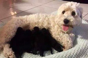 泰迪犬新生活-出门活动需要多久？（泰迪犬适合外出活动的时间及注意事项）