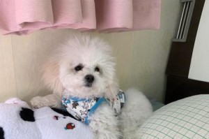 迷人的比熊——为什么大家都爱这个可爱的棉花糖？（探秘比熊的魅力和受欢迎的原因）
