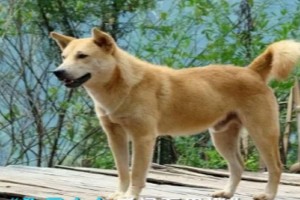 选择适合看门的狗品种，让你的家庭更安全（通过养狗增加家庭安全感，）