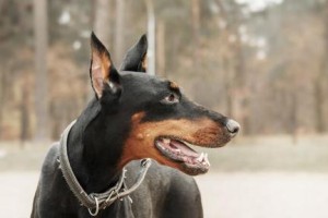 多伯曼犬的饲养方法（健康、训练、饮食，教你轻松养好一只多伯曼犬）