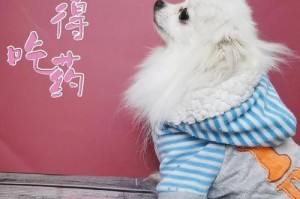 如何挑选适合的日本尖嘴宠物？（从品种、性格和健康三方面考虑）