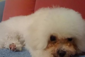 探讨泰迪为什么会有泪痕的问题（泰迪泪痕现象的原因及解决方法）