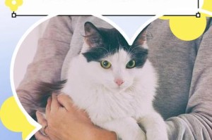 小猫与主人的亲密关系培养（小猫成为家人需要耐心和时间）
